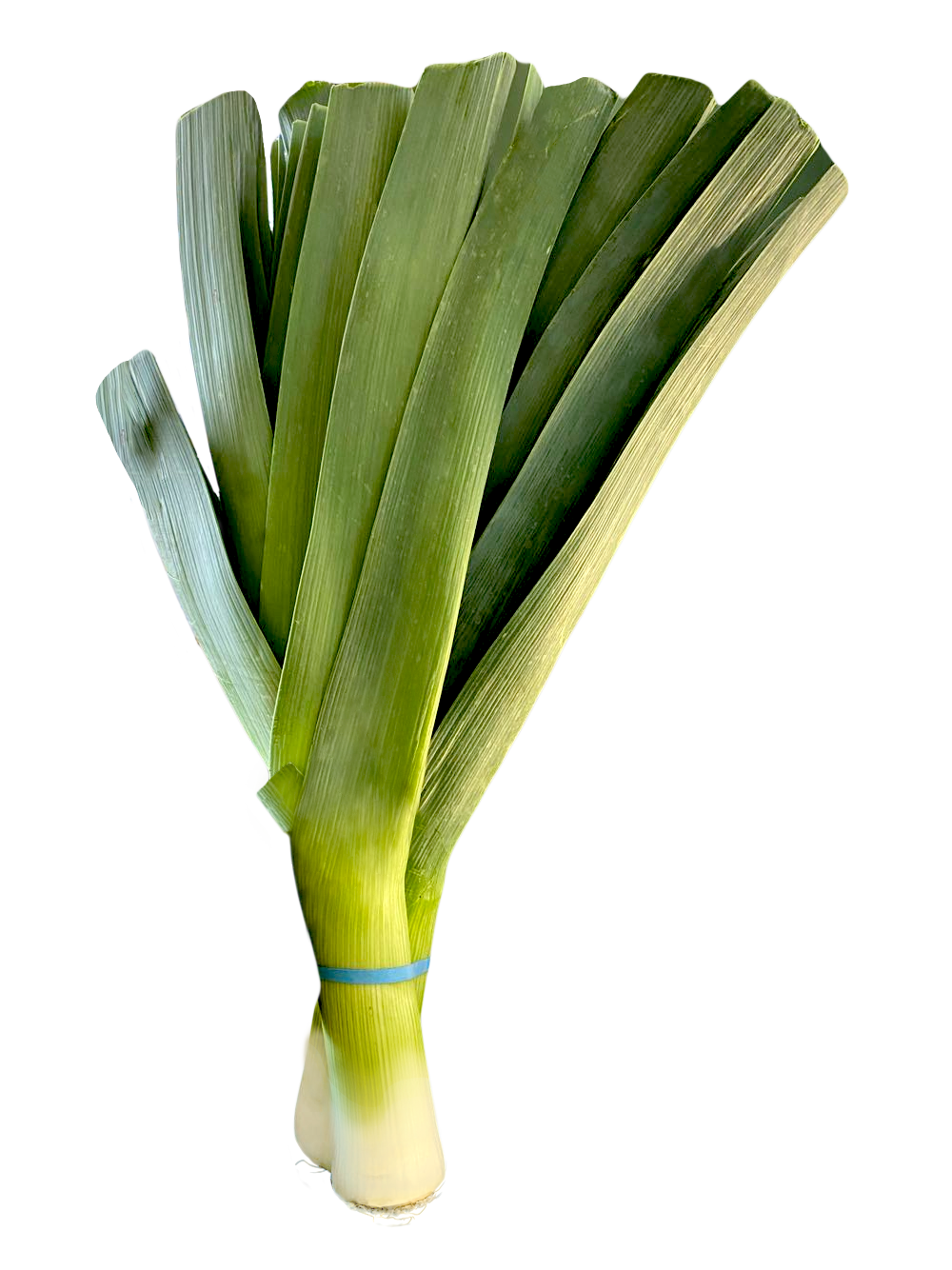 leekページ Leeks — Pacific International Marketing
